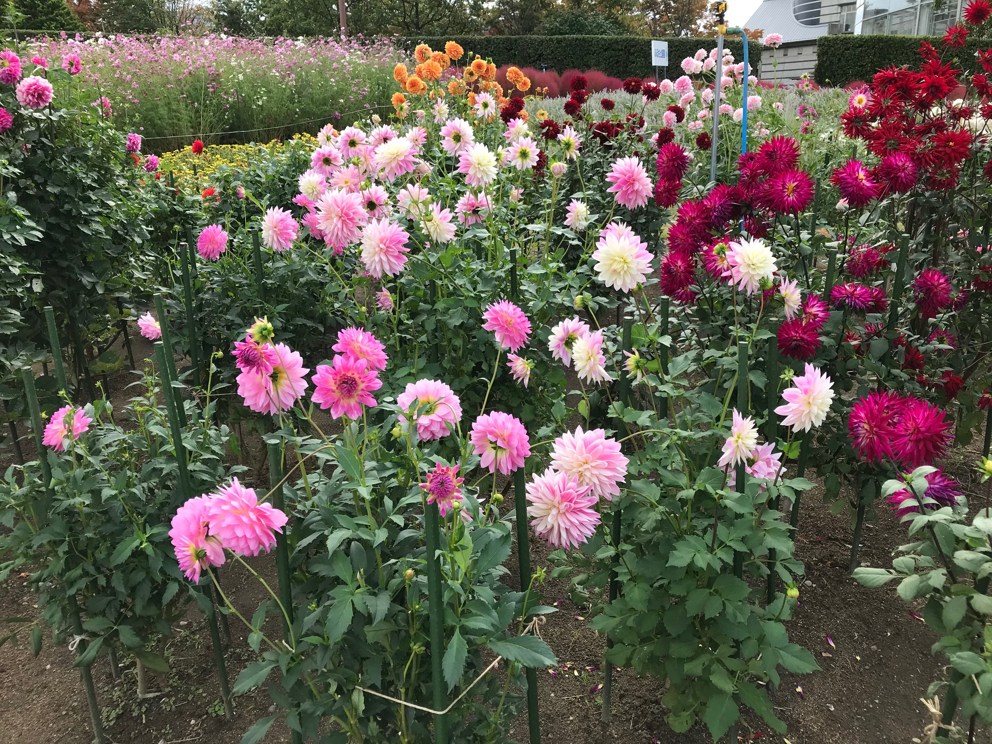 秋の花畑 協和トーヨー住器 公式ホームページ