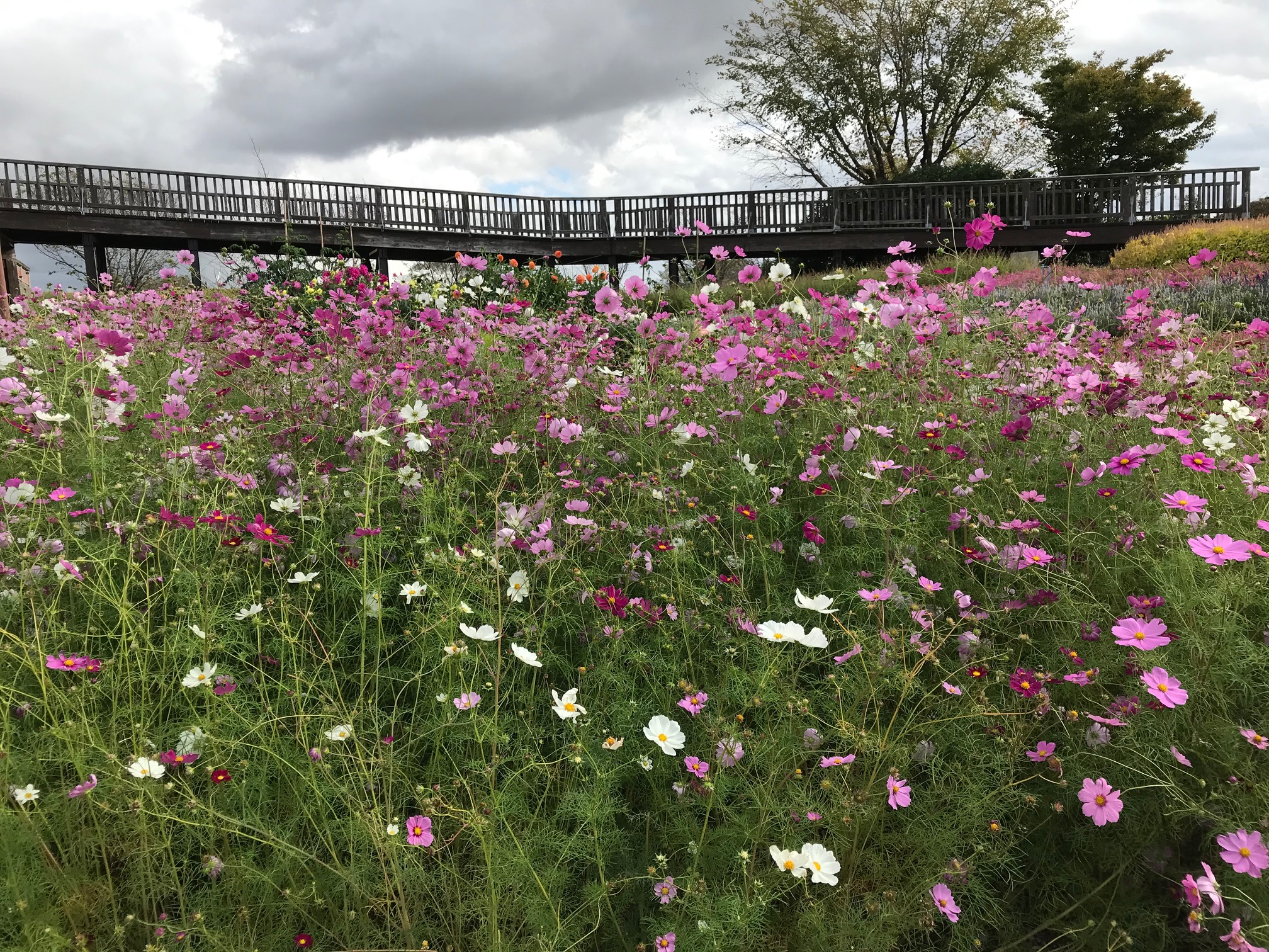 秋の花畑 協和トーヨー住器 公式ホームページ